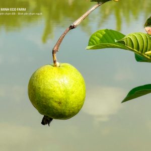 Ổi Nhà Vườn
