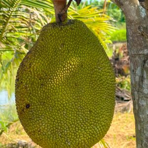 Mít Tố Nữ